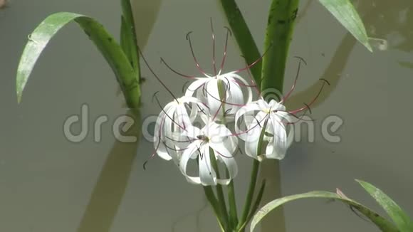 加拉帕戈斯群岛自然公园森林的白色花卉植物视频的预览图