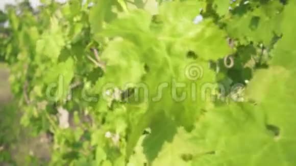 春天的藤叶在古老的葡萄园上视频的预览图