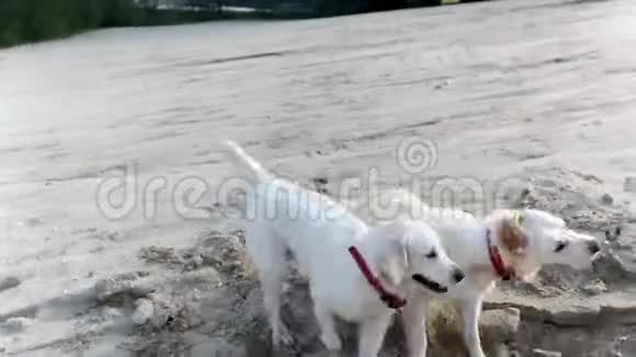 狗在海滩上玩耍视频的预览图