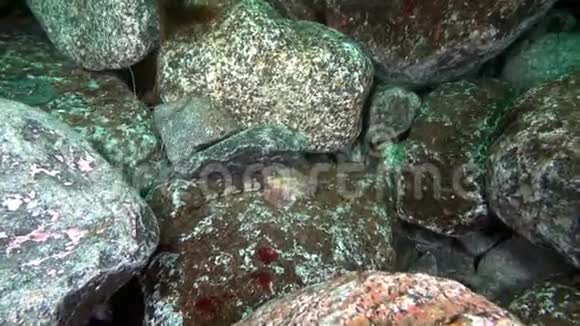斑点鱼伪装在水下巴伦支海的岩石上视频的预览图