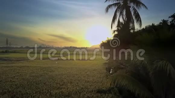 黎明时分在稻田上钻过棕榈来到山丘视频的预览图