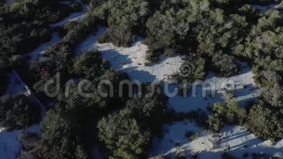 在阳光明媚的冬日人们在冬季森林中的绿色针叶树附近散步行动冬季视频的预览图