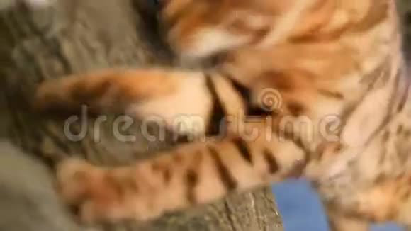 孟加拉猫在树上行走视频的预览图