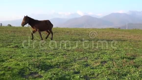 草地上孤独的棕马或绿草和山背景是雪峰视频的预览图