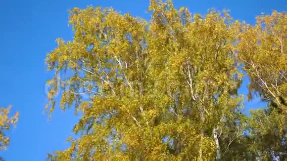 秋天的树蓝天背景上的黄树枝视频的预览图