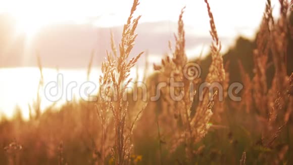 日落草地自然背景视频的预览图
