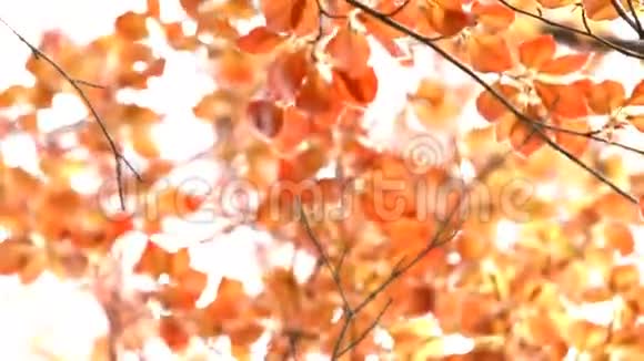 秋叶视频的预览图