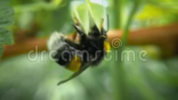 大黄蜂从树莓灌木中采集花蜜慢动作背景模糊视频的预览图
