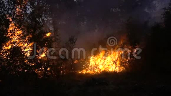 黄昏森林里的火暴视频的预览图