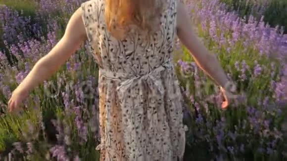 穿着裙子的小女孩在夏日夕阳下穿过薰衣草的花田视频的预览图