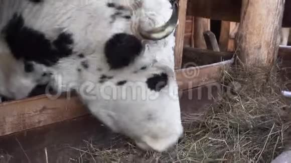 奶牛在摊子里吃干草农场农村视频的预览图