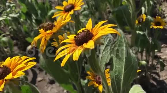 一朵美丽的向日葵花上的蜜蜂视频的预览图