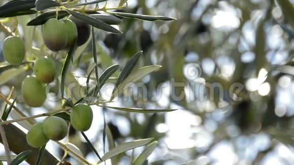 夕阳下橄榄树上挂着橄榄视频的预览图