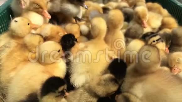 农场上的小鸭子合上可爱的小黄鸭视频的预览图