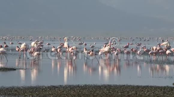 纳特龙湖上的火烈鸟殖民地小火烈鸟学名腓尼基普勒斯小调坦桑尼亚非洲4k视频的预览图