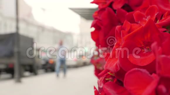 红花和城市街道视频的预览图