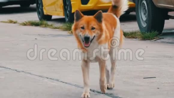 孤独的无家可归的白棕色狗在亚洲城市的街道上奔跑视频的预览图
