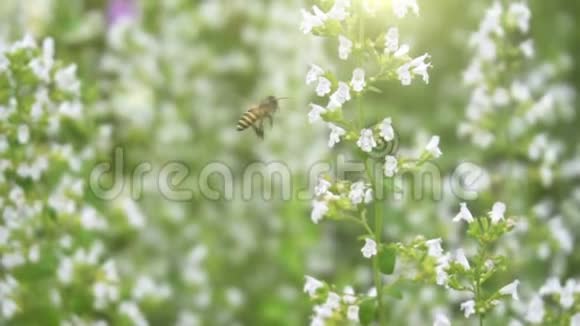 蜜蜂授粉与花朵特写视频的预览图