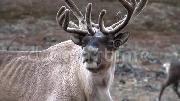 一群鹿在楚科特卡山的苔原视频的预览图