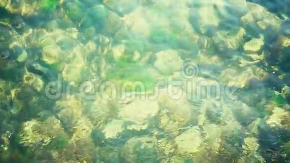 底部有海藻的小石头视频的预览图