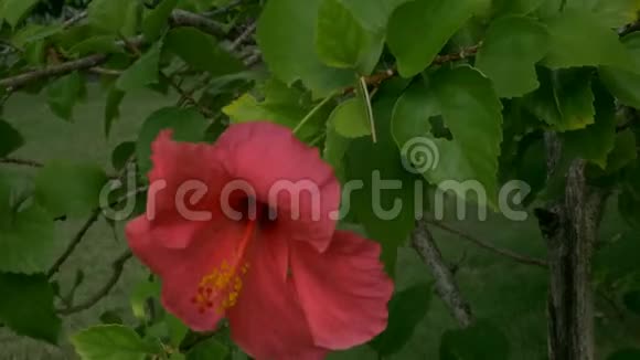 带叶的热带红色芙蓉花视频的预览图