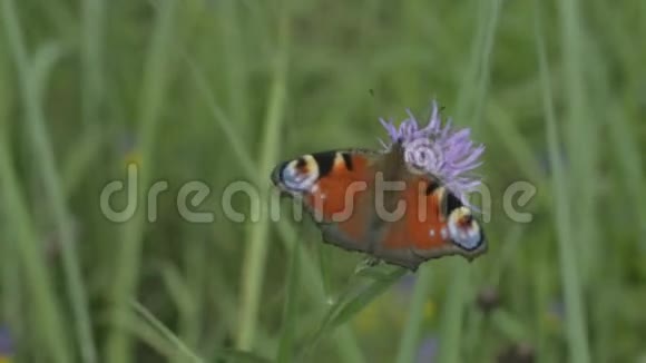 蝴蝶在特写的花朵上视频的预览图