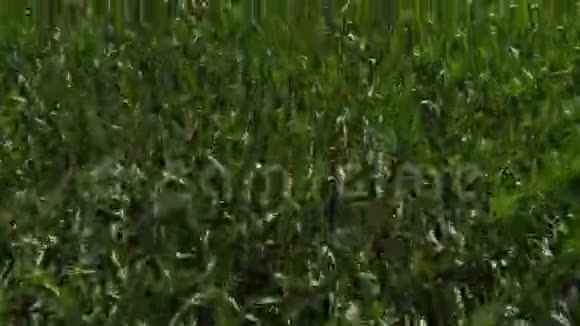 有鸟瞰玉米田玉米空中摄影视频的预览图