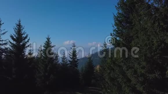 在清晨雾蒙蒙的森林之上的群山中飞翔视频的预览图