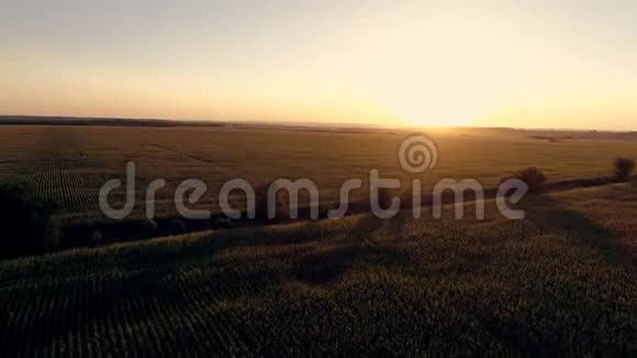 日落时鸟瞰玉米田玉米空中摄影视频的预览图