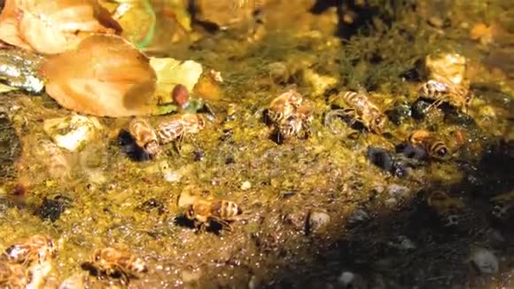 从河中的岩石上喝水的蜜蜂防止杀虫剂视频的预览图