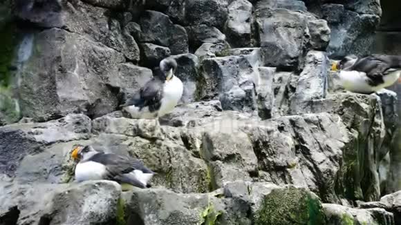 一群鸟在悬崖上清理羽毛视频的预览图