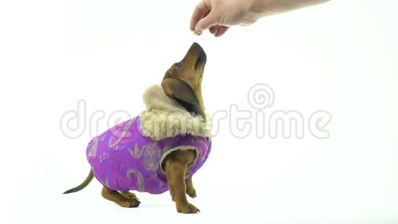 一只穿夹克的小毛狗跳起来吃一块糖果视频的预览图