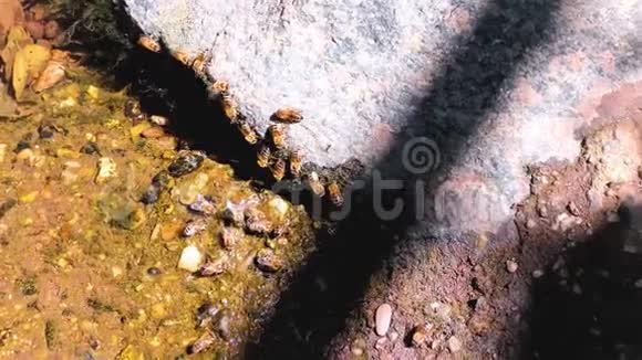 从河中的岩石上喝水的蜂蜜蜜蜂防杀虫剂视频的预览图