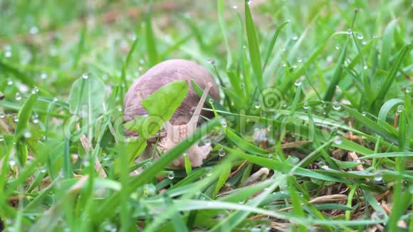 青草中的葡萄蜗牛特写4k视频的预览图