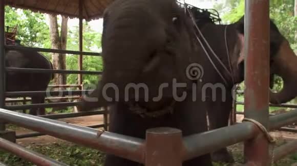 亚洲小象在泰国的环境中视频的预览图