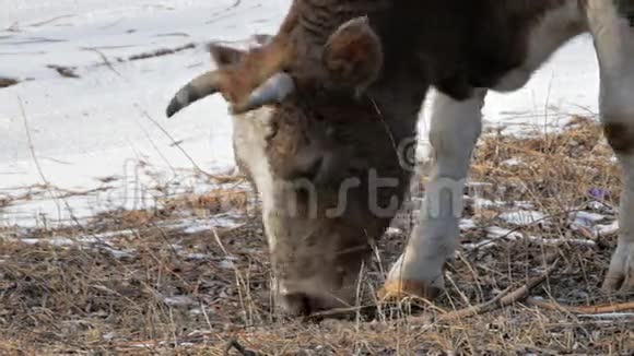牛吃冬天2视频的预览图