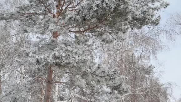 大风吹过白雪覆盖的松树和桦树树枝视频的预览图