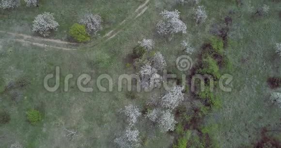 鸟瞰群山中盛开的梅树和路轨的空中景色视频的预览图