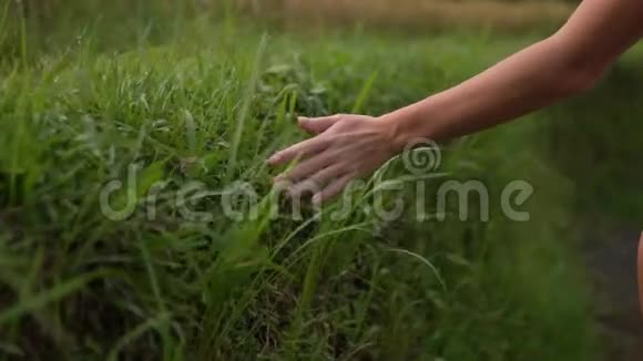 年轻的女性去触摸高翠绿色的草美丽的女性手轻轻接触异国的草关闭视频的预览图