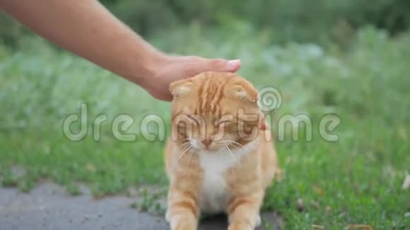 街上无家可归的老红猫特写肖像可爱的美国短发猫可爱的猫脸视频的预览图