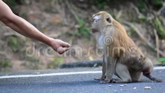 猴子从一个人手中取出一颗坚果视频的预览图