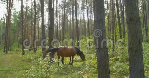 马在松林里吃草视频的预览图