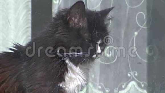 猫坐在窗前晒太阳视频的预览图