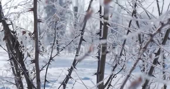 白雪覆盖的树木雪中干燥的芦苇明亮的阳光随着雪飘落雪花从树上飘落视频的预览图