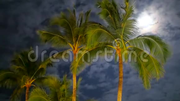 一棵金黄色的椰子树在风中摆动着树枝视频的预览图
