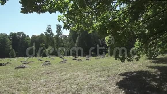 镜头移动在树林的边缘穿过橡树叶在夏天阳光明媚的日子里一片有干草堆的田野视频的预览图