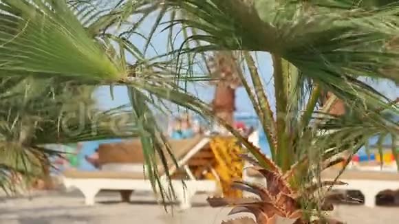 人们在阳光明媚的海滩上休息在随风摆动的棕榈树的叶子下视频的预览图