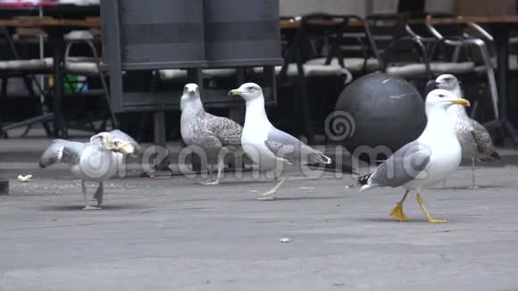 城市里的海鸥在街上偷一块面包城里的野鸟视频的预览图