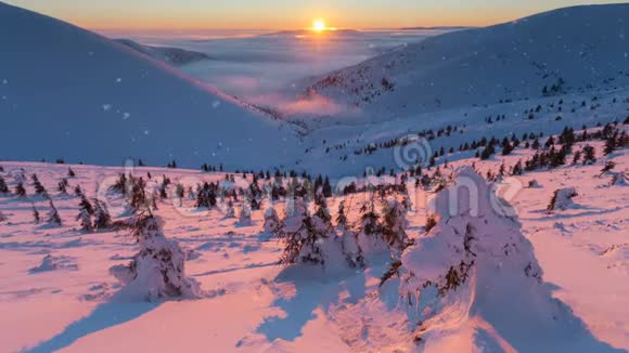 冬天的雪景有许多松树被雪覆盖的山丘视频的预览图