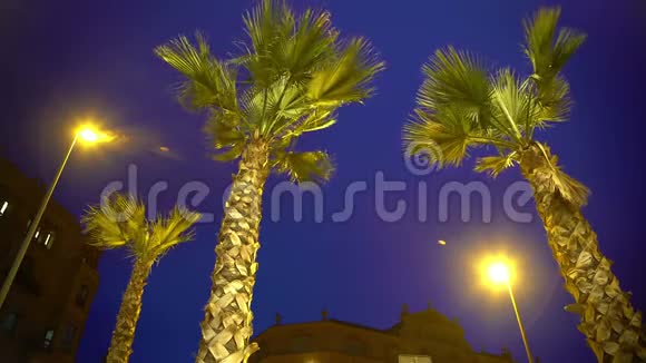 夜空背景下高大的棕榈树异国度假胜地的暴风雨天气视频的预览图